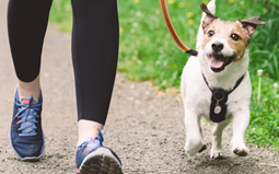 Protected: OTA Dog Jog 2025